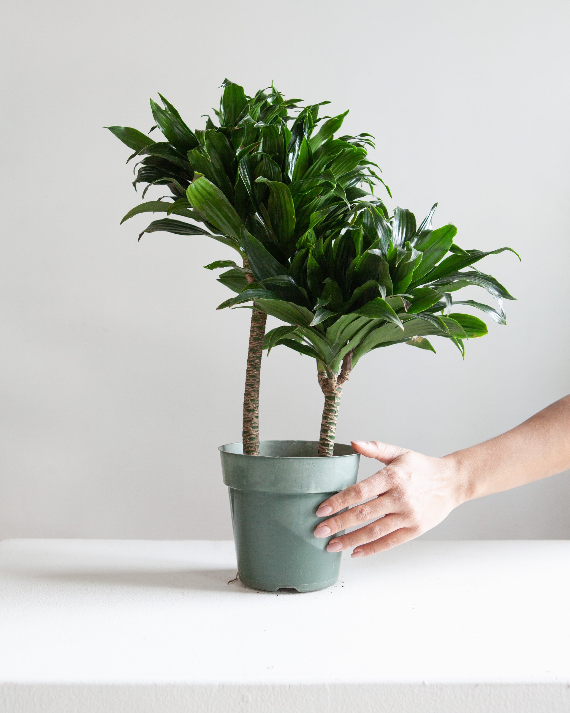 dracaena janet craig compacta pet safe DRACAENA JANET CRAIG COMPACTA CANE 6" Grower Pot – Dynasty Plants