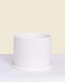  JUNGLE SUPPLY PLANTER WHITE Small 5.5 Inch