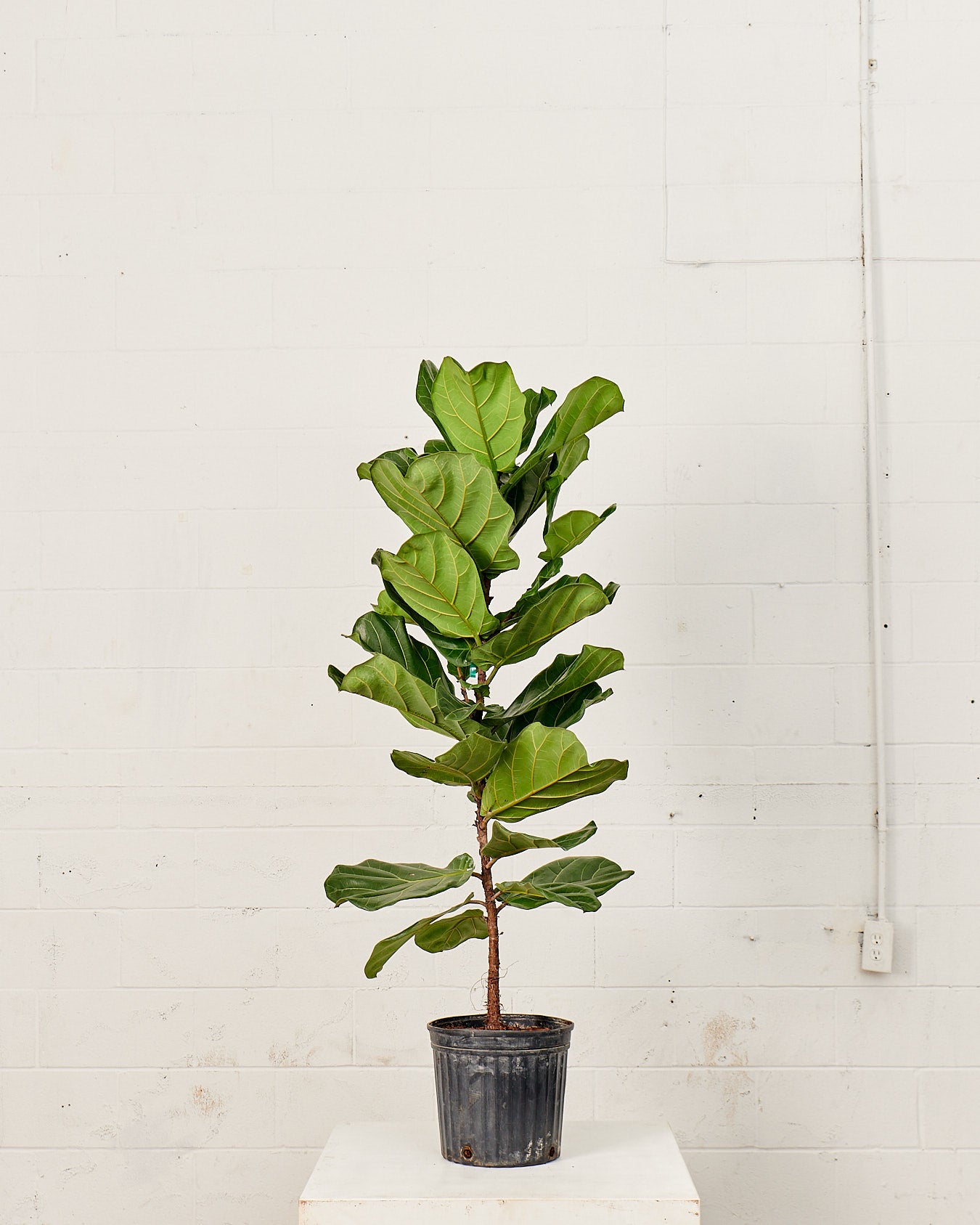 Fiddle Leaf Fig Column: Ficus lyrata - 12 inch pot - 5-5.5 foot tall