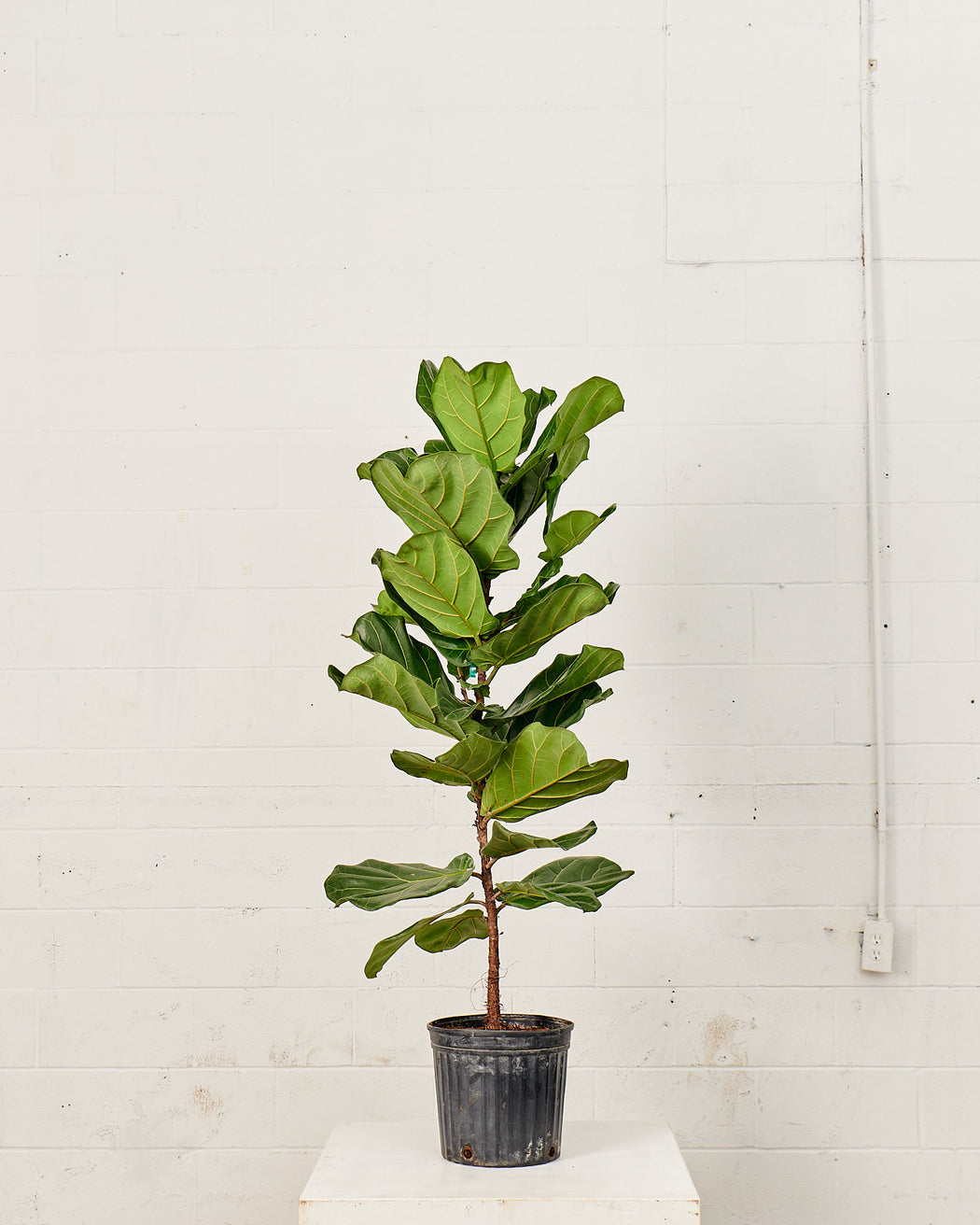 FIDDLE-LEAF FIG (FICUS LYRATA COLUMN) 12" Grower Pot (5-6' tall)