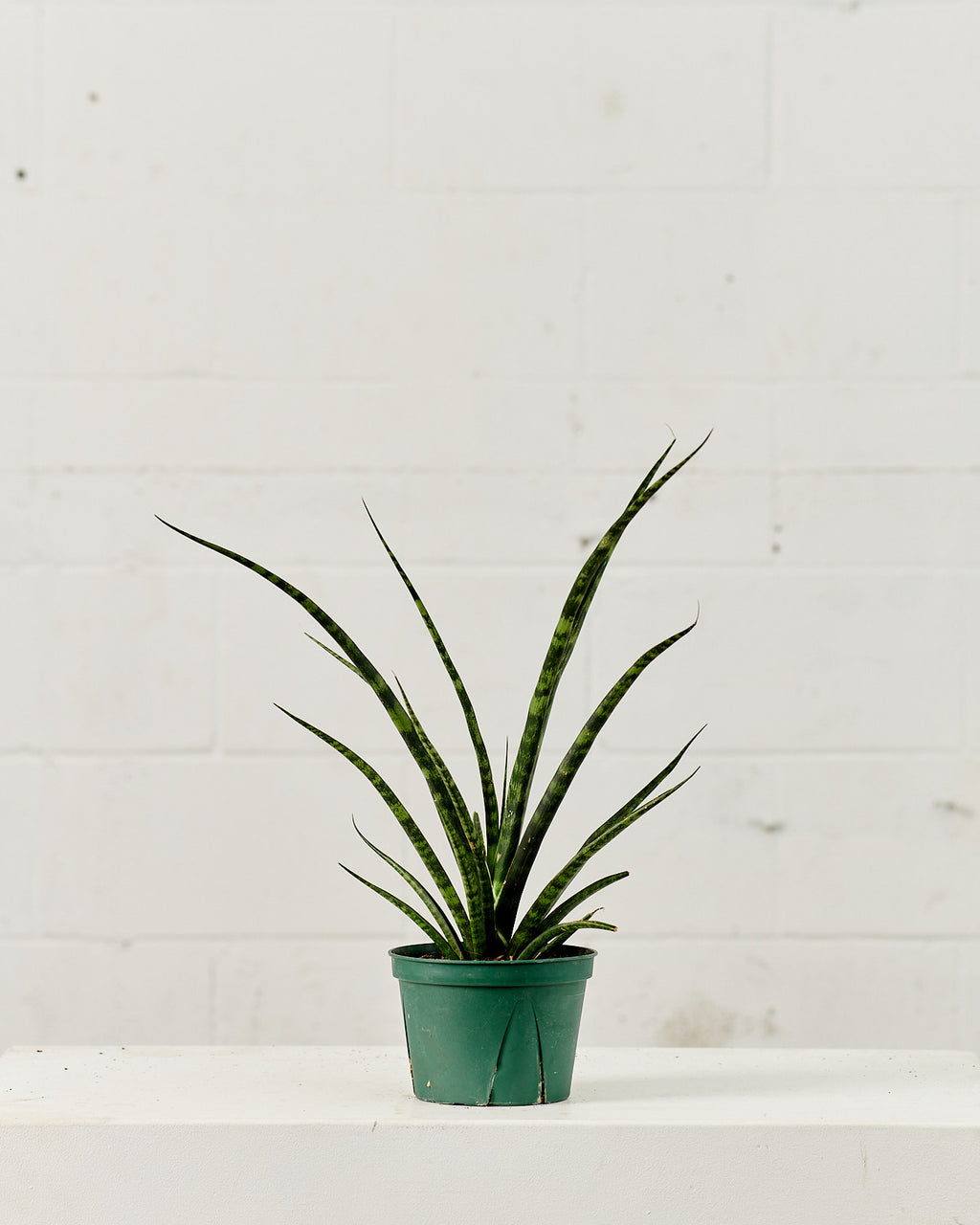 Fernwood Punk Snake Plant: Sansevieria bacularis - 6 inch pot