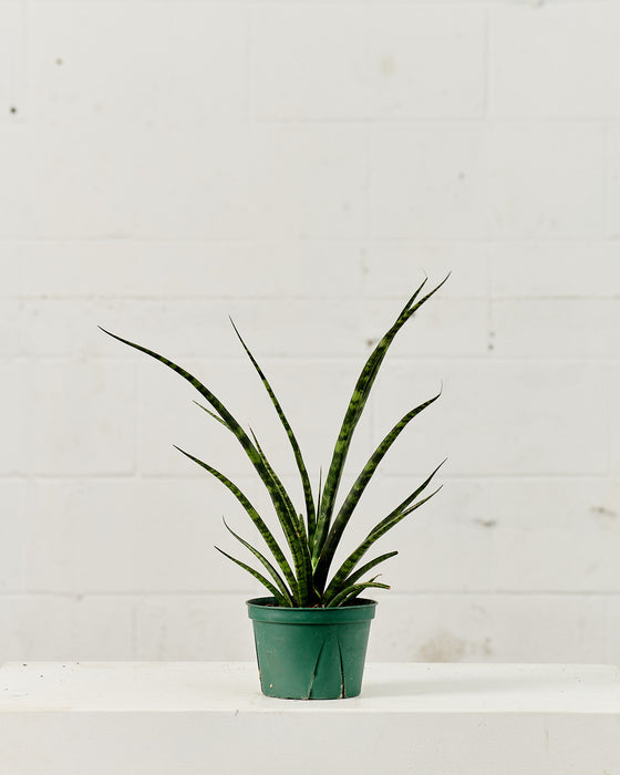 SNAKE PLANT (SANSEVIERIA 'FERNWOOD') 6" Grower Pot