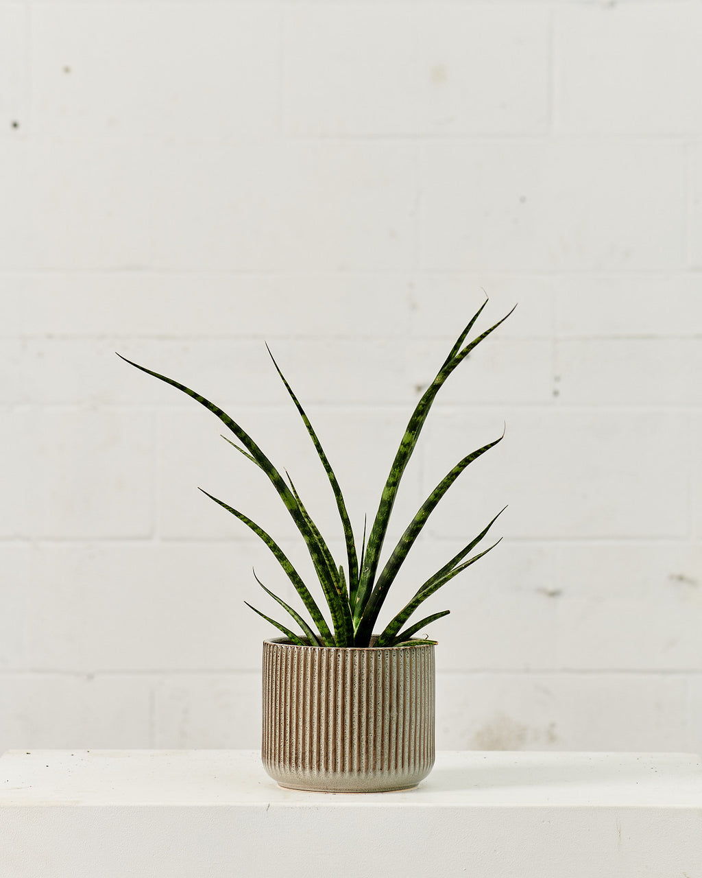 Fernwood Punk Snake Plant: Sansevieria bacularis - 6 inch pot