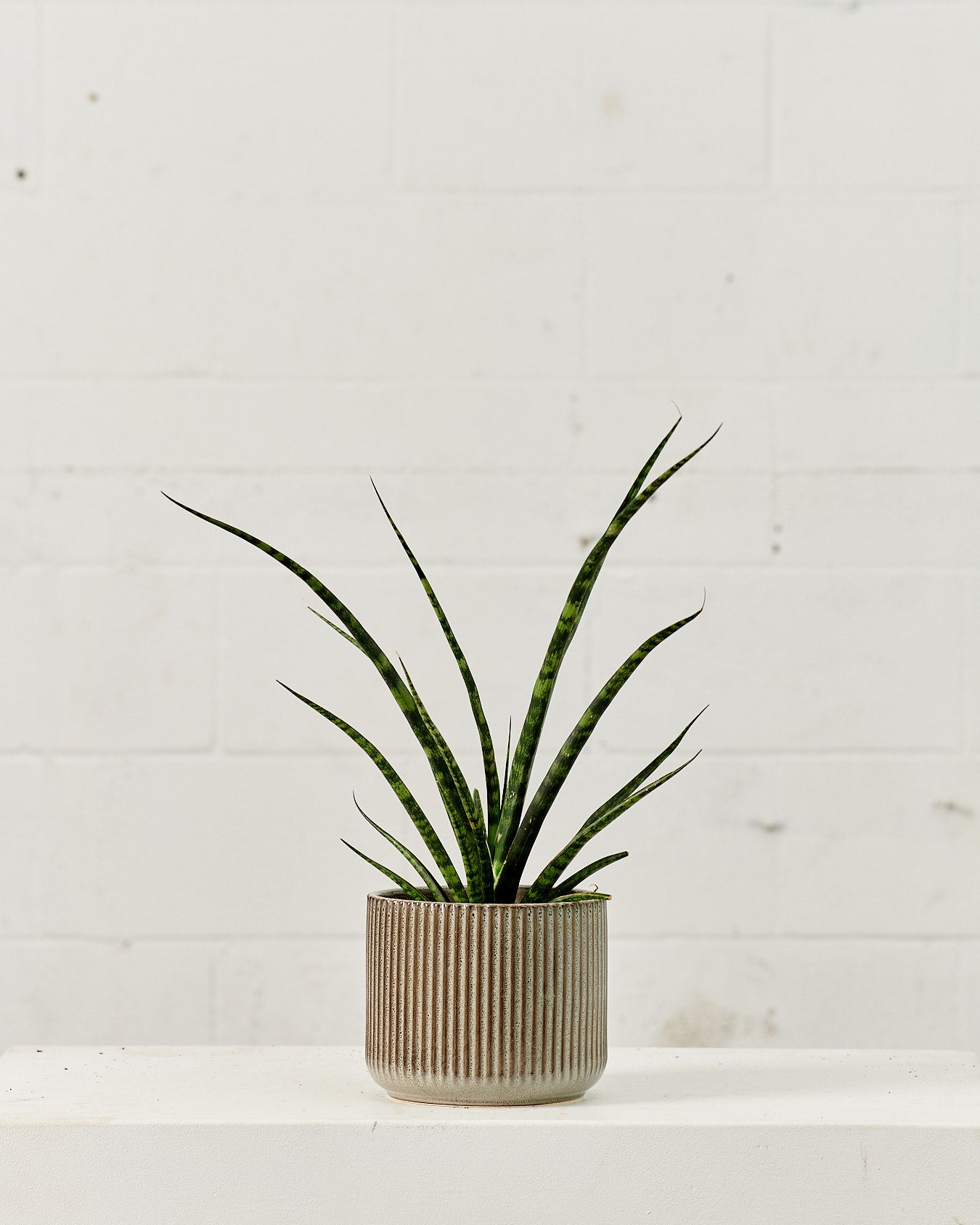 Fernwood Punk Snake Plant: Sansevieria bacularis - 6 inch pot