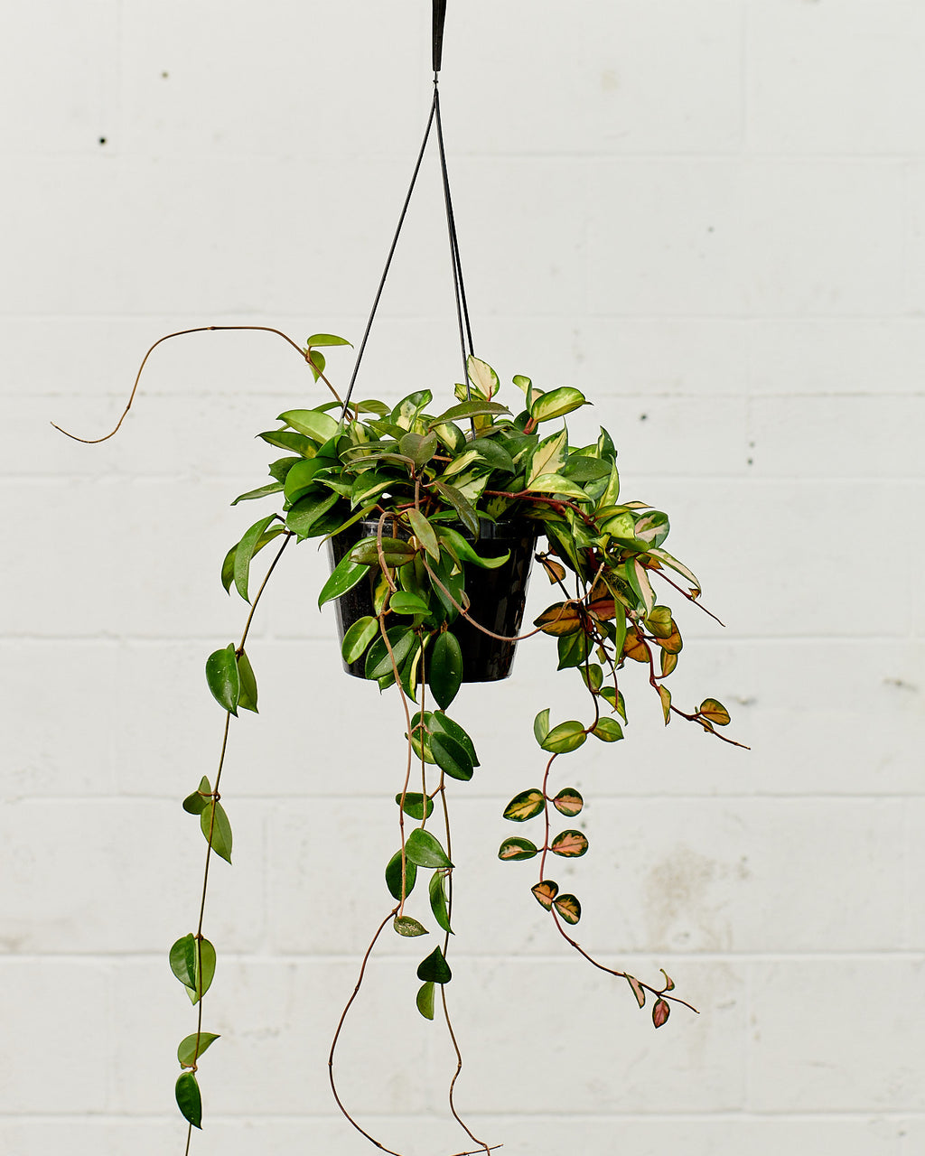 Krimson Princess Wax Plant: Hoya carnosa - 8 inch hanging basket