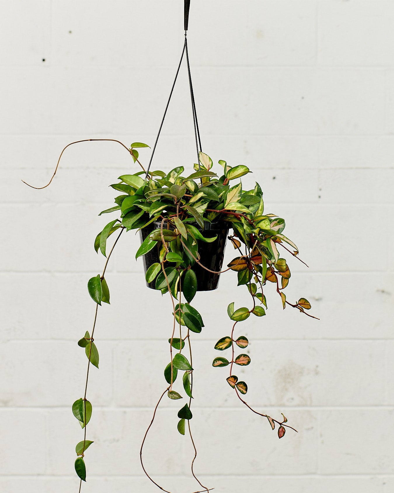 Krimson Princess Wax Plant: Hoya carnosa - 8 inch hanging basket