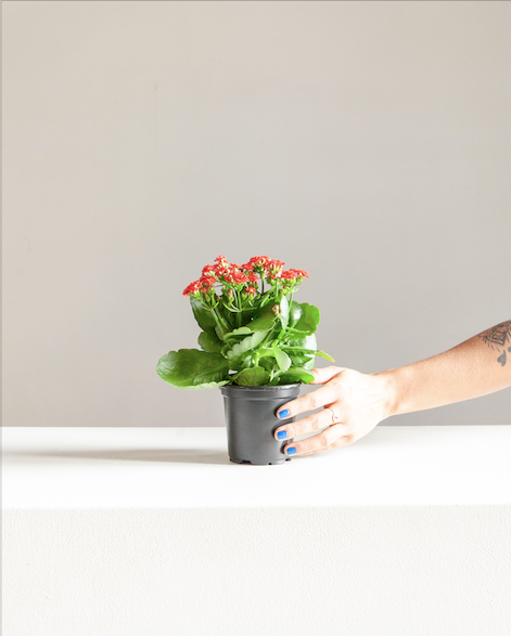 Flaming Katy: Kalanchoe blossfeldiana 'Red' - 4 inch pot