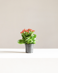 Flaming Katy: Kalanchoe blossfeldiana 'Red' - 4 inch pot