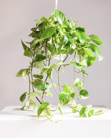 Marble Queen Pothos: Epipremnum aureum - 8 inch hanging basket