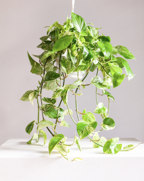 8" HANGING BASKET POTHOS MARBLE QUEEN