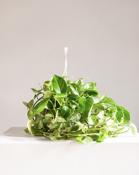 Marble Queen Pothos: Epipremnum aureum - 8 inch hanging basket