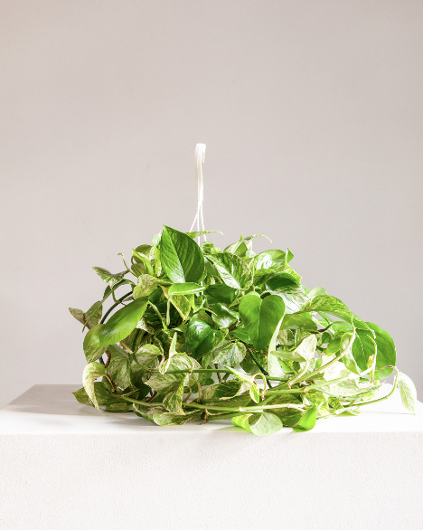 8" HANGING BASKET POTHOS MARBLE QUEEN