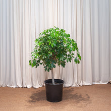  SCHEFFLERA ARBORICOLA STANDARD 14 INCH. Grower Pot (4' tall)