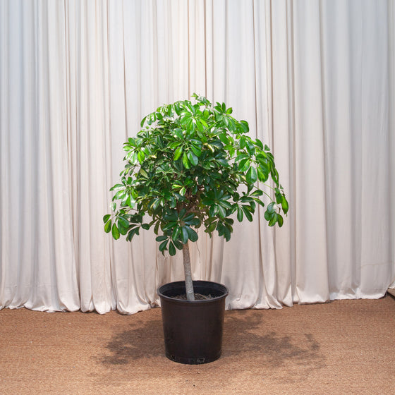 SCHEFFLERA ARBORICOLA STANDARD 14 INCH. Grower Pot (4' tall)