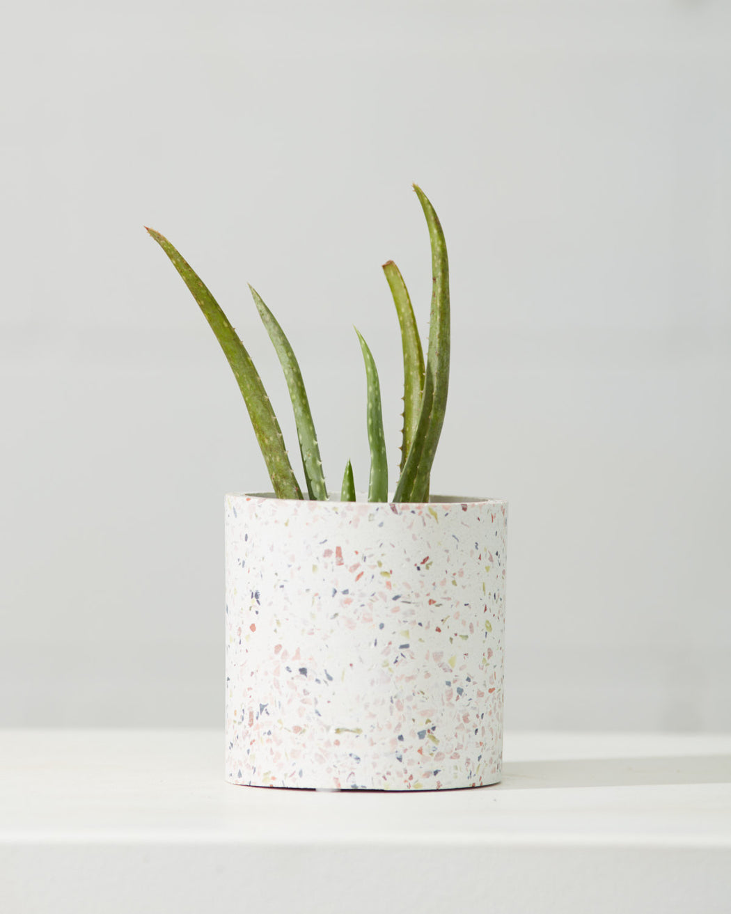 Aloe Vera: Aloe barbadensis - 4 inch pot