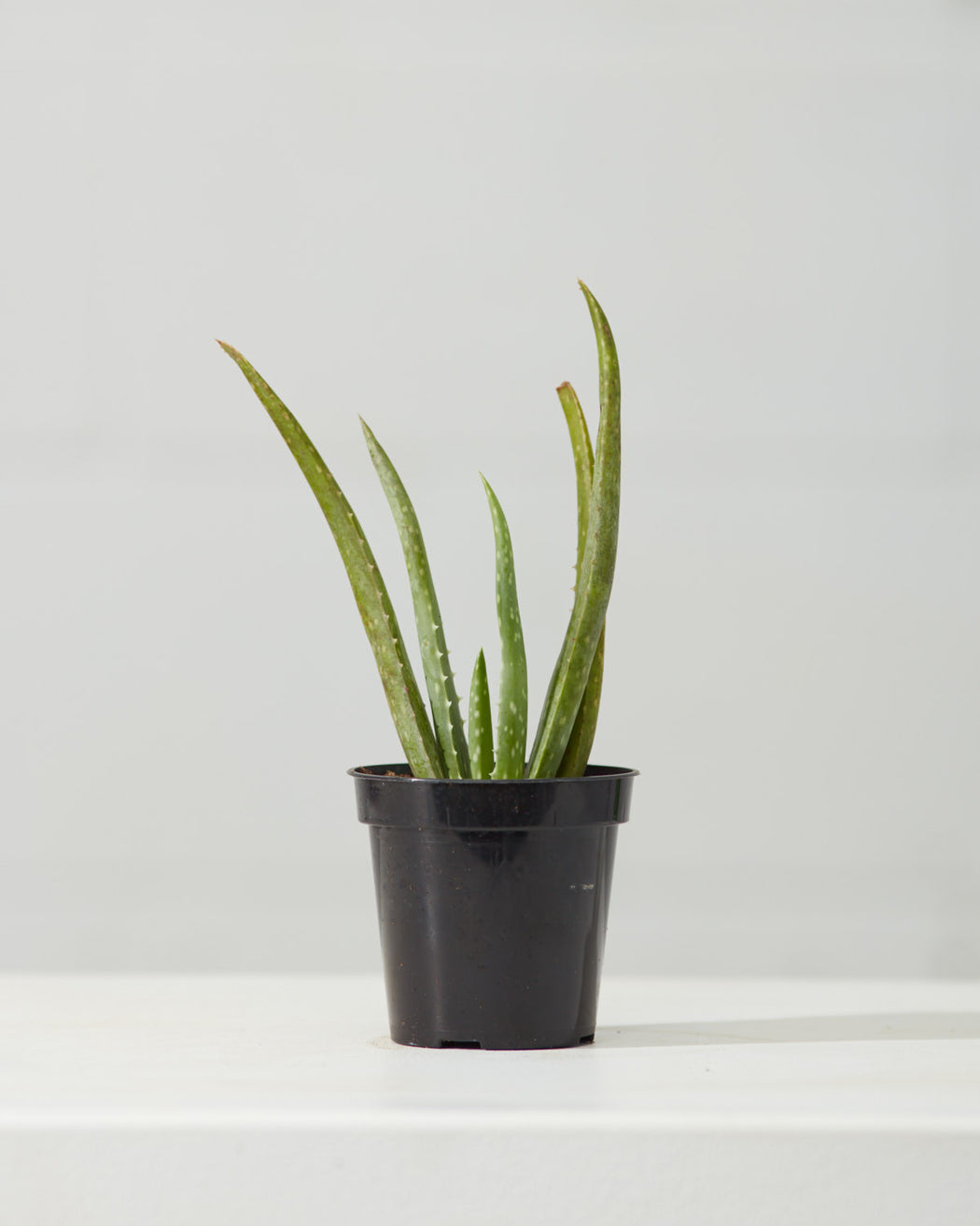 Aloe Vera: Aloe barbadensis - 4 inch pot