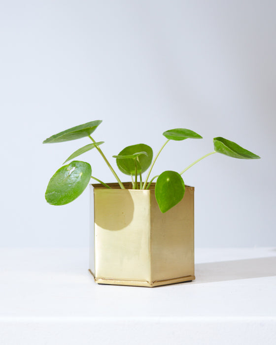 PILEA PEPEROMIOIDES’ 4" Grower Pot