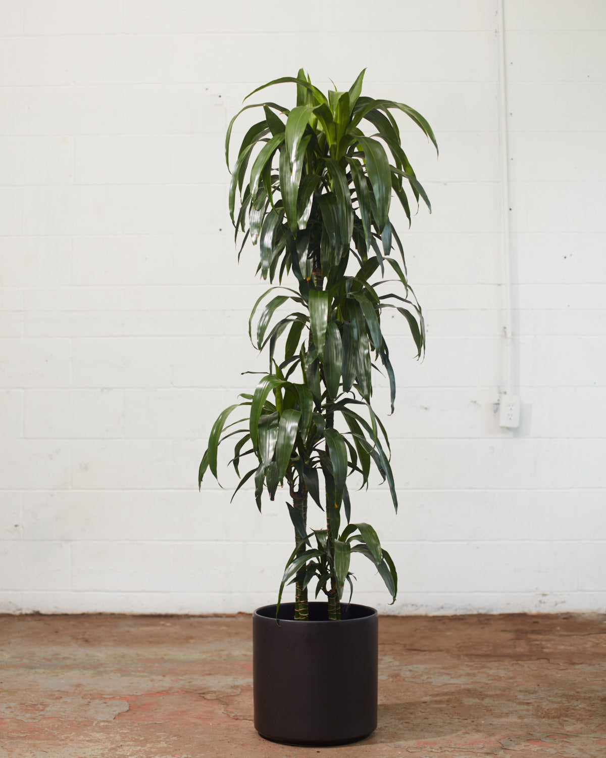 Staggered Elegance Cane: Dracaena fragrans - 10 inch pot - 4-5 foot tall