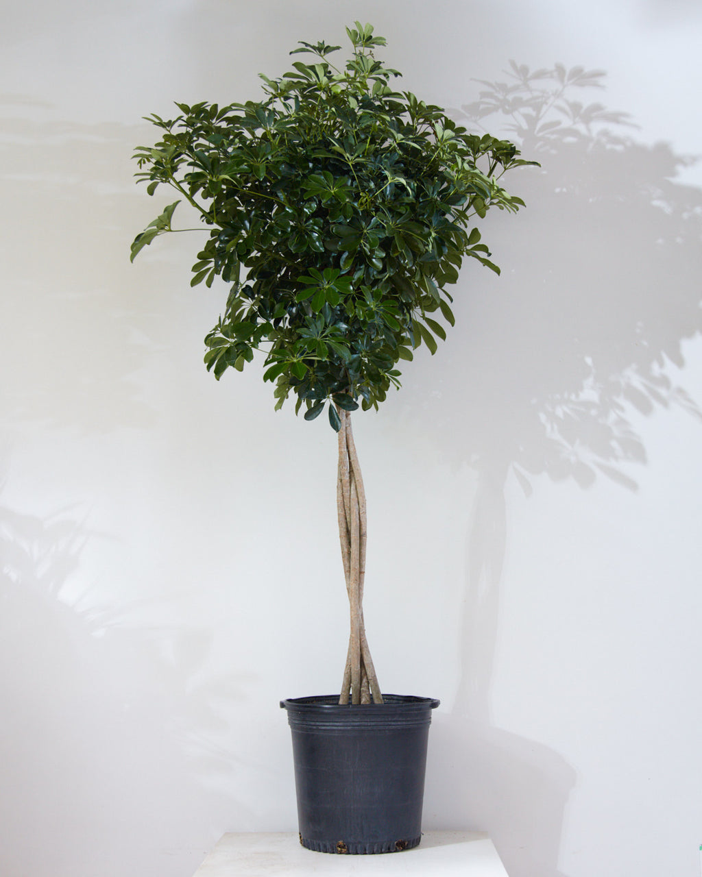 Braided Dwarf Umbrella Tree: Schefflera arboricola - 14 inch pot - 5-6' Tall