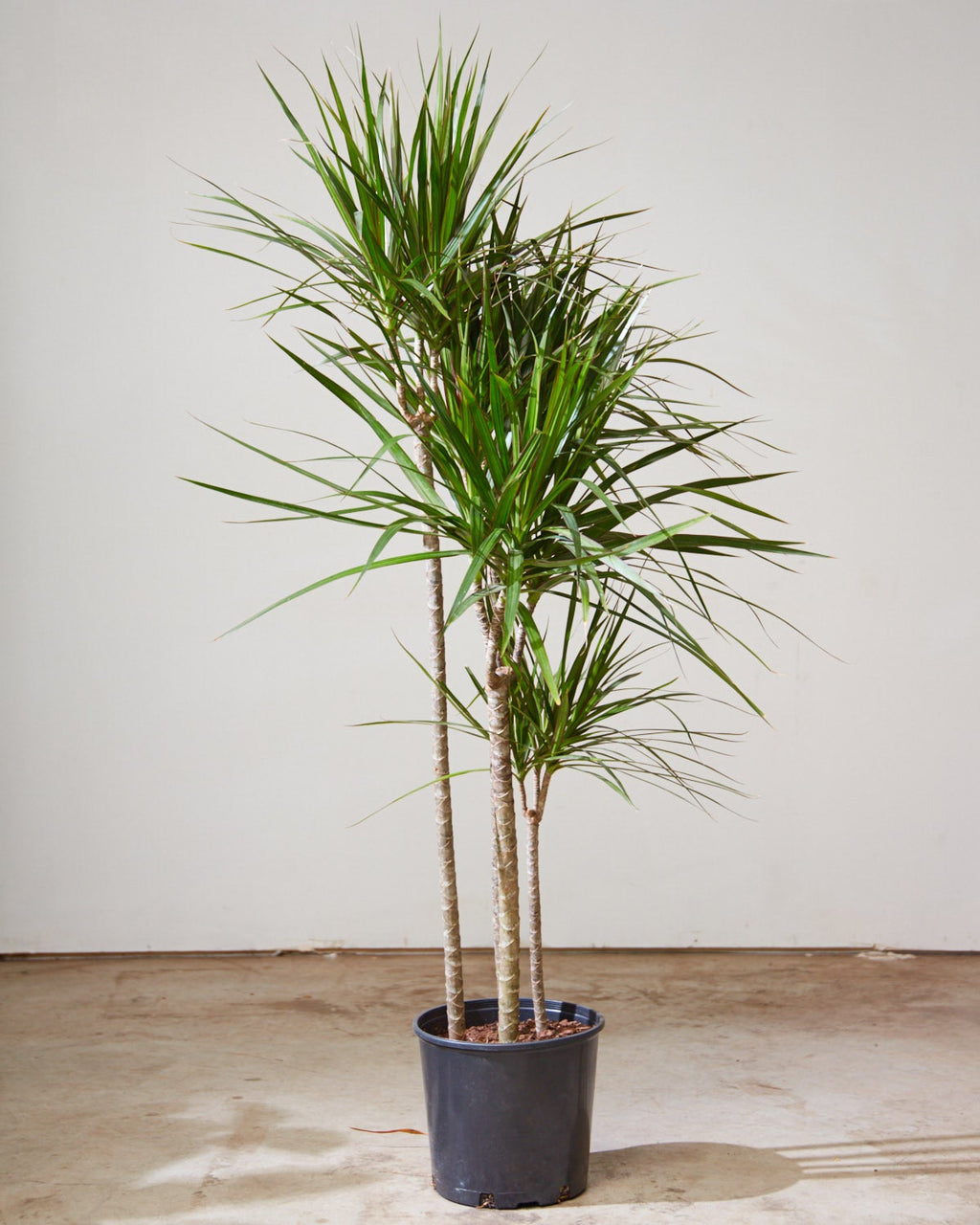 Cutback Staggered Dragon Tree: Dracaena marginata - 10 inch pot - 5 foot tall