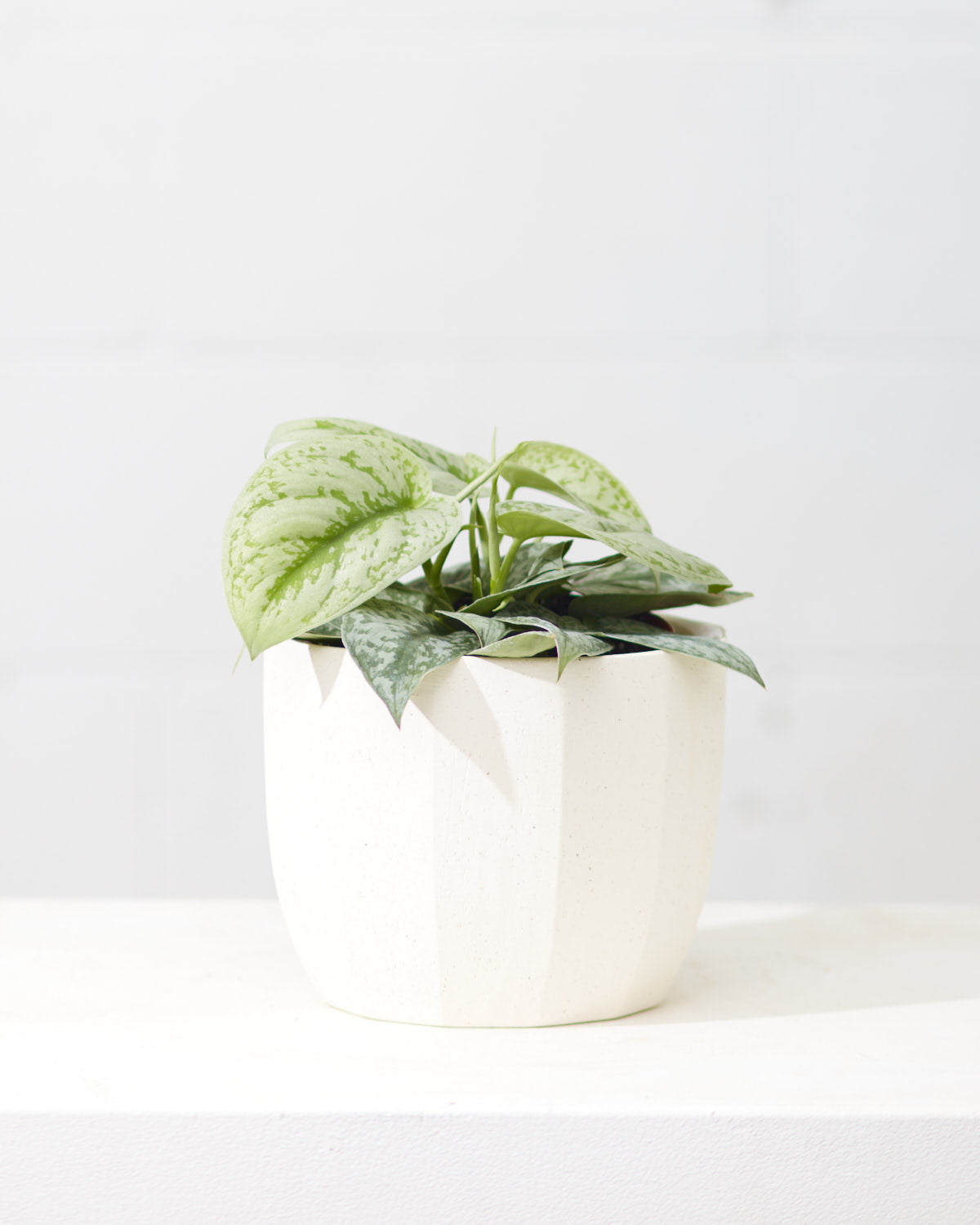 Silver Satin Pothos: Scindapsus pictus 'Exotica' - 6 inch pot