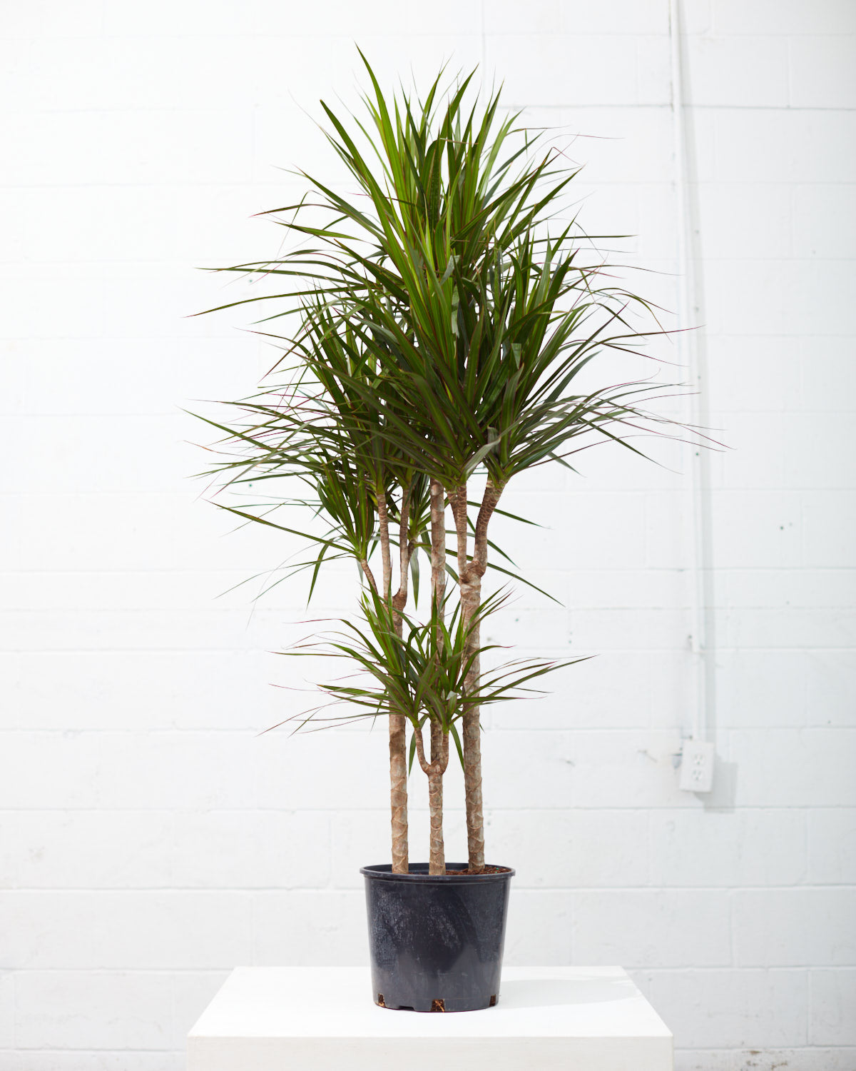 Cutback Staggered Dragon Tree: Dracaena marginata - 10 inch pot - 5 foot tall