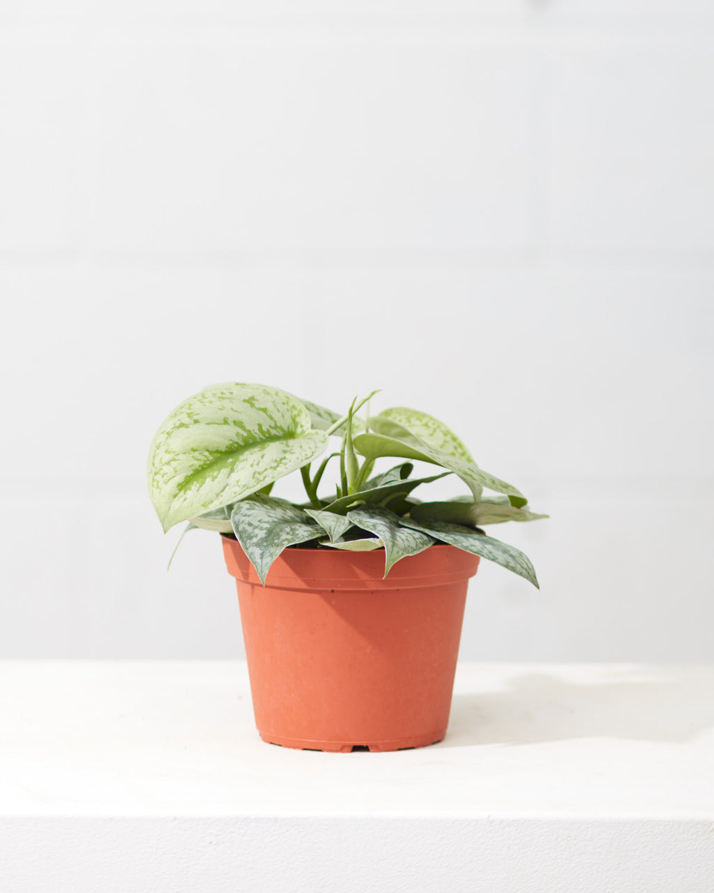 Silver Satin Pothos: Scindapsus pictus 'Exotica' - 6 inch pot