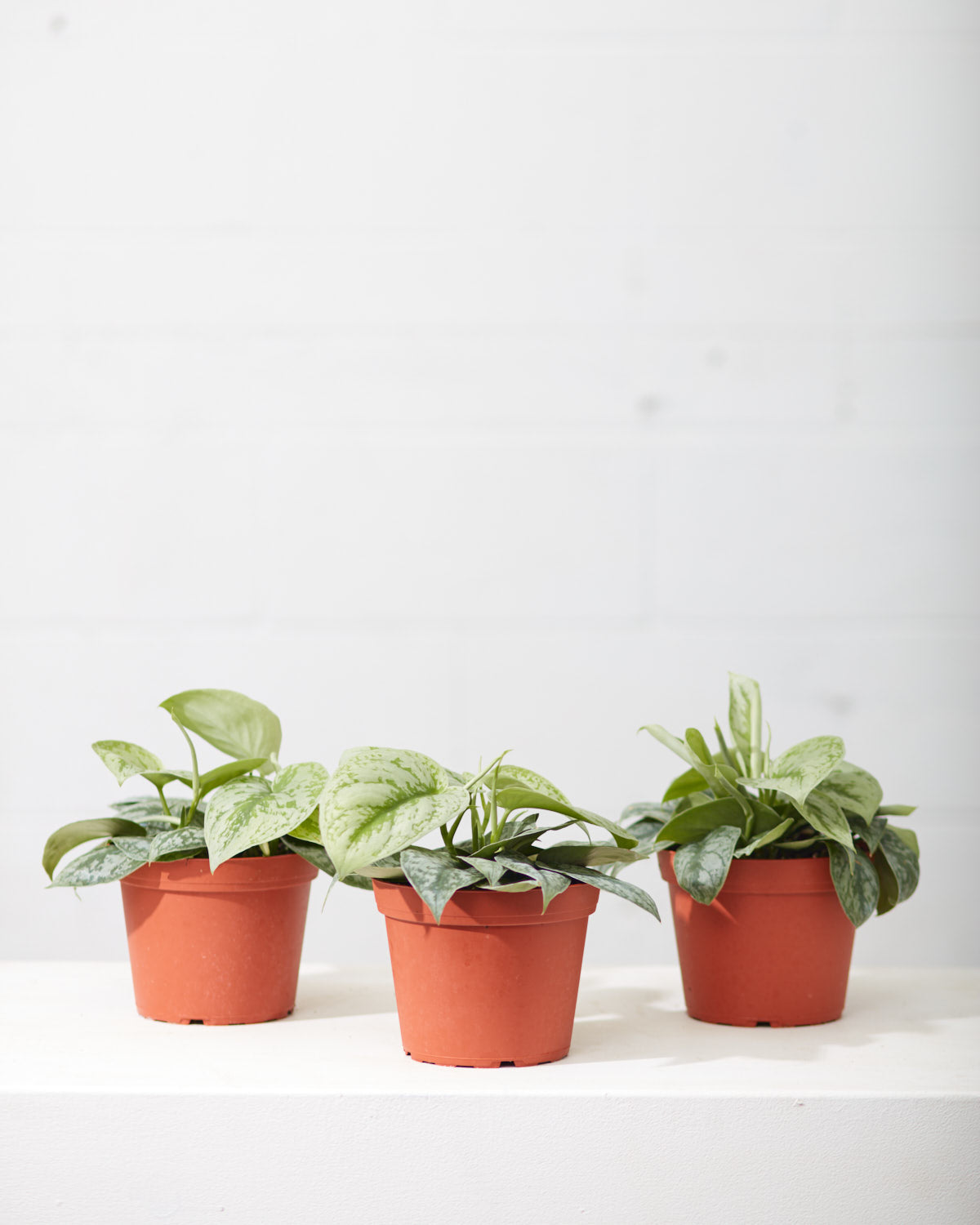 Silver Satin Pothos: Scindapsus pictus 'Exotica' - 6 inch pot