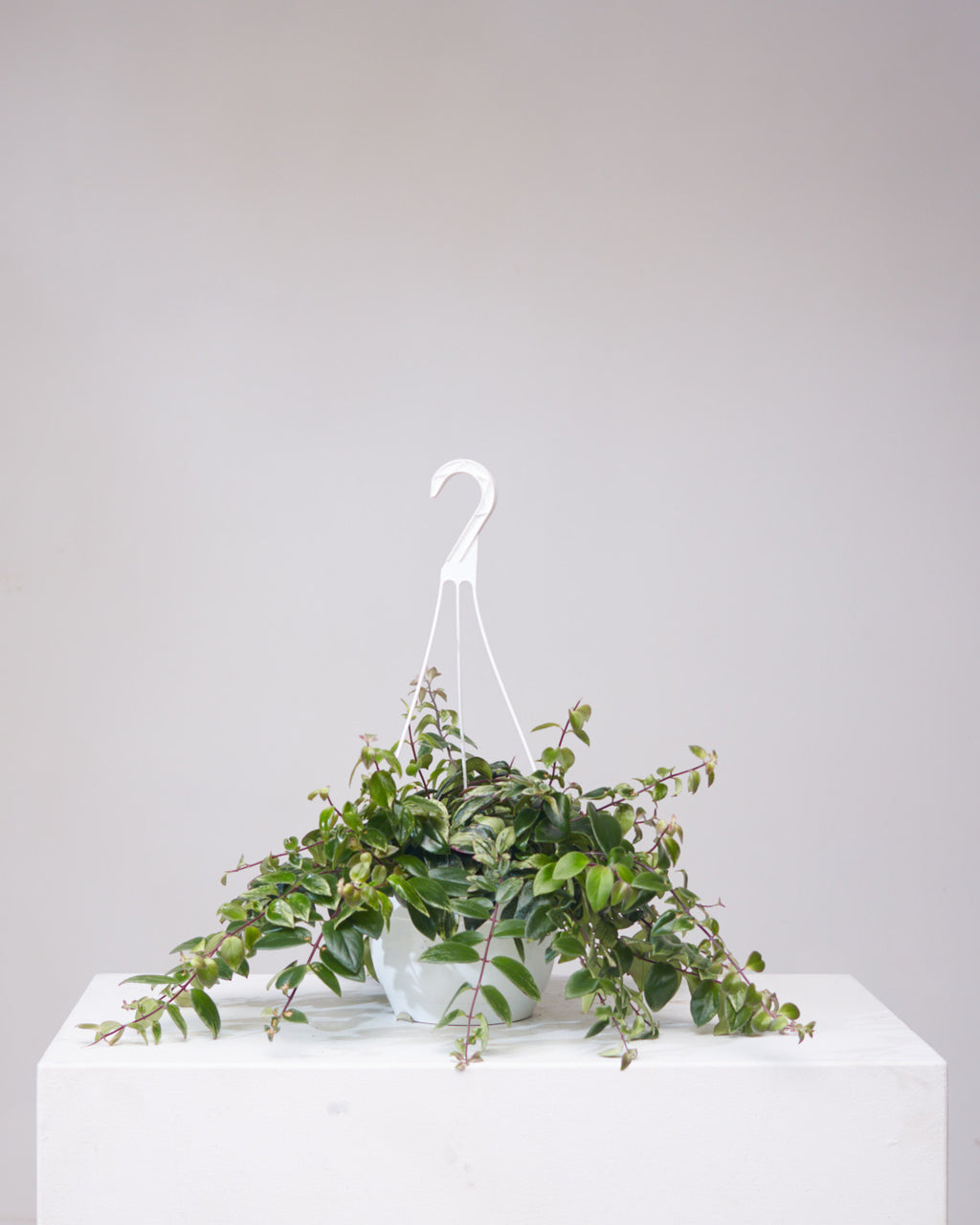 Variegated Lipstick Vine: Aeschynanthus radicans - 8 inch hanging basket