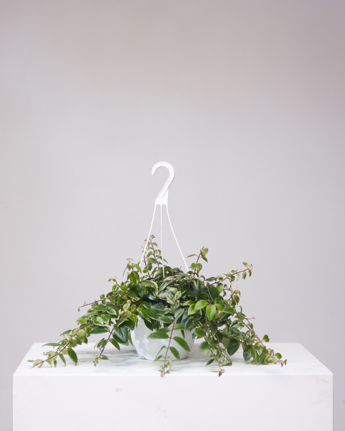 Variegated Lipstick Vine: Aeschynanthus radicans - 8 inch hanging basket