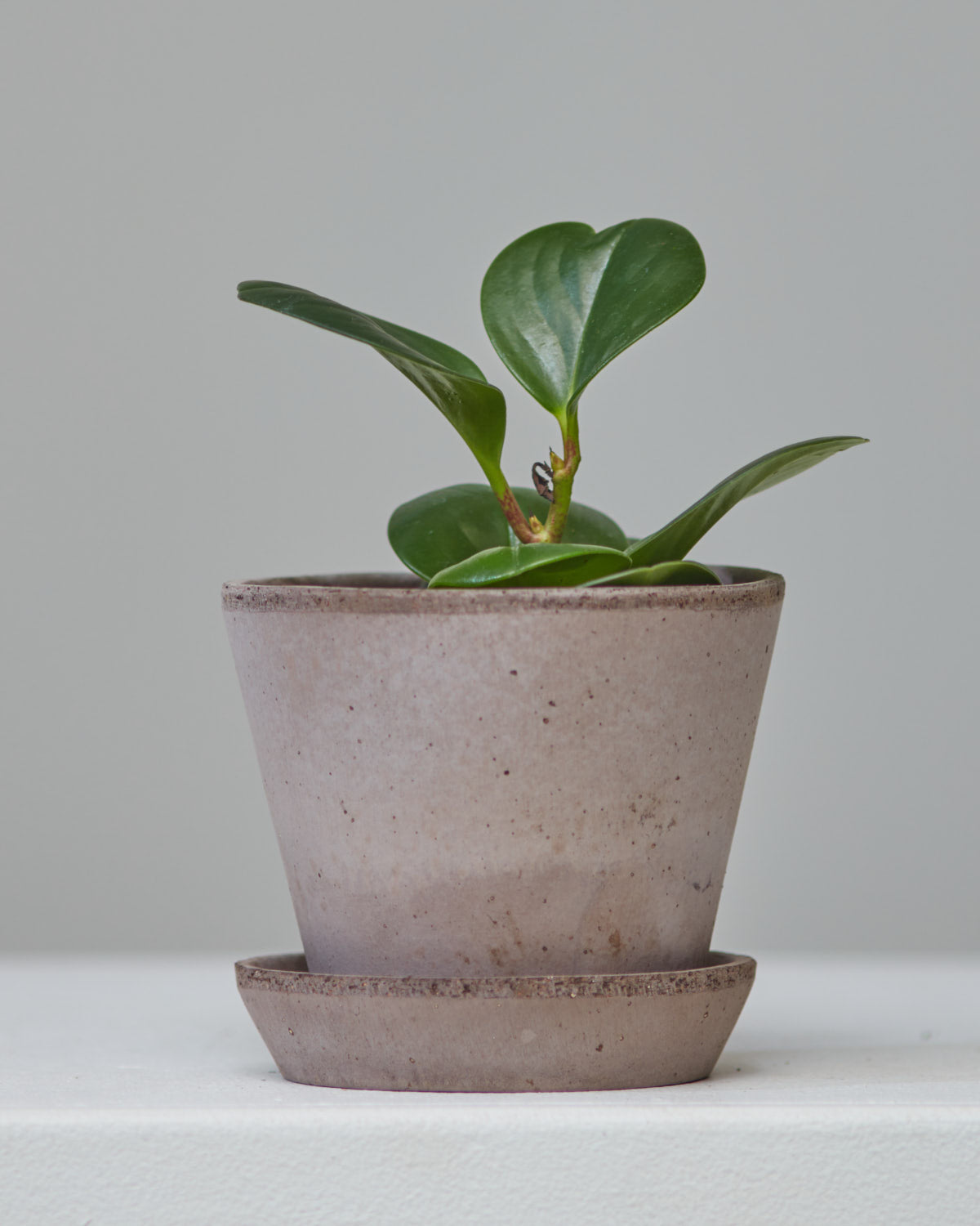 Baby Rubber Plant: Peperomia obtusifolia - 4 inch pot