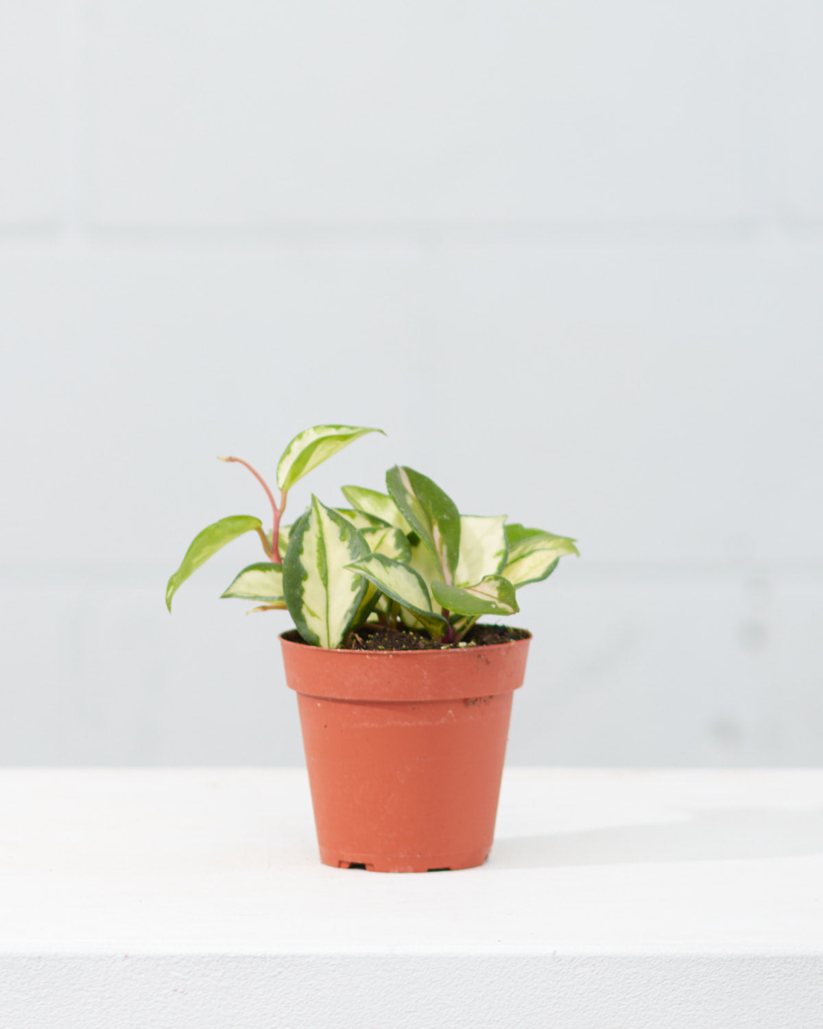 Crimson Princess Wax Plant: Hoya carnosa - 4 inch pot