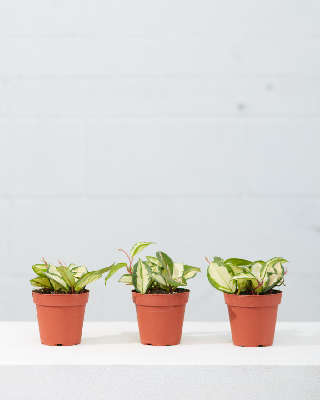 Crimson Princess Wax Plant: Hoya carnosa - 4 inch pot