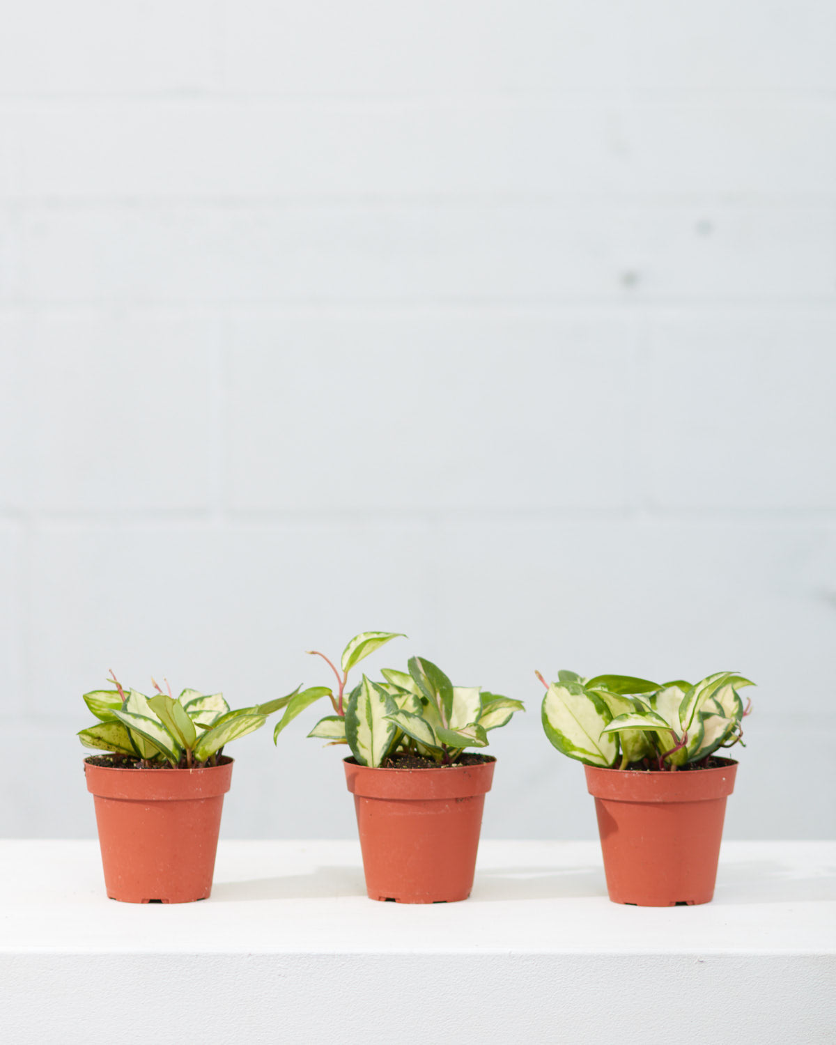 Crimson Princess Wax Plant: Hoya carnosa - 4 inch pot