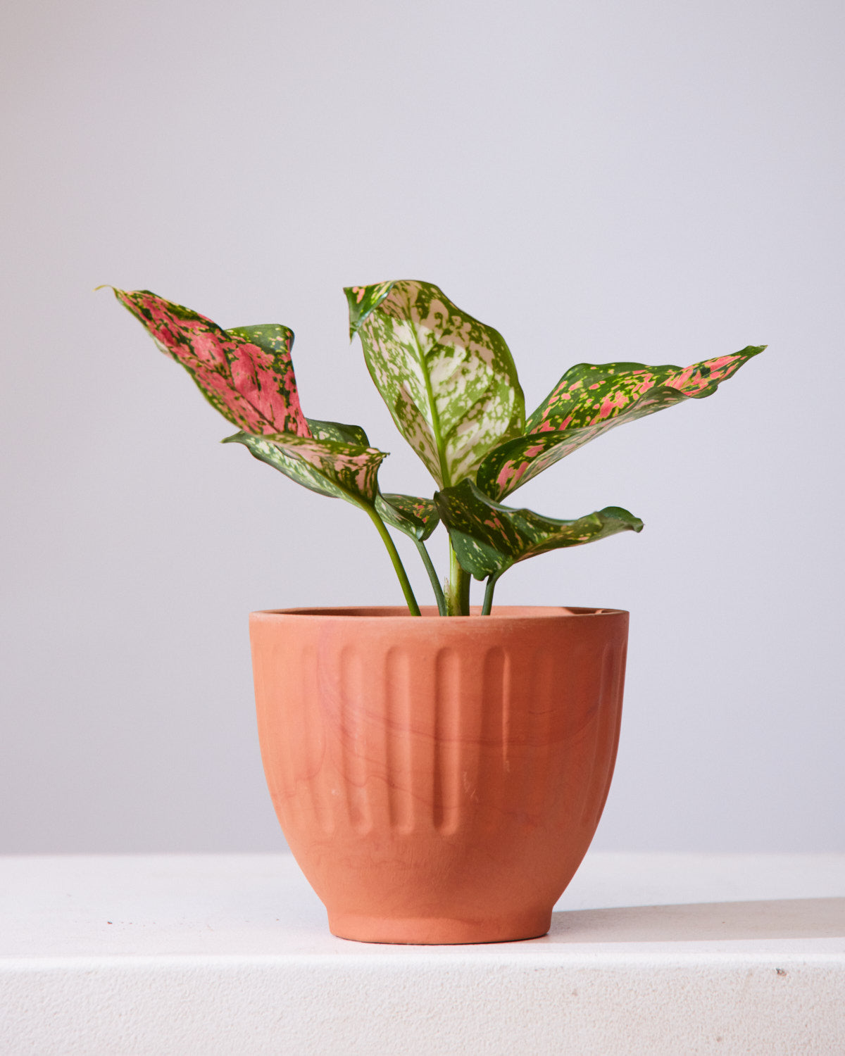 Lady Valentine Chinese Evergreen: Aglaonema anyamanee - 5 inch pot