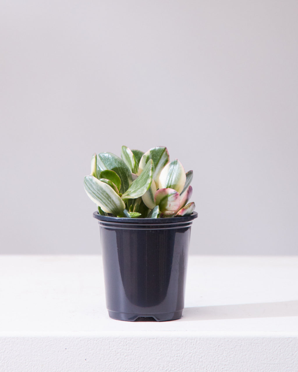 Variegated Jade Plant: Crassula ovata - 4 inch pot