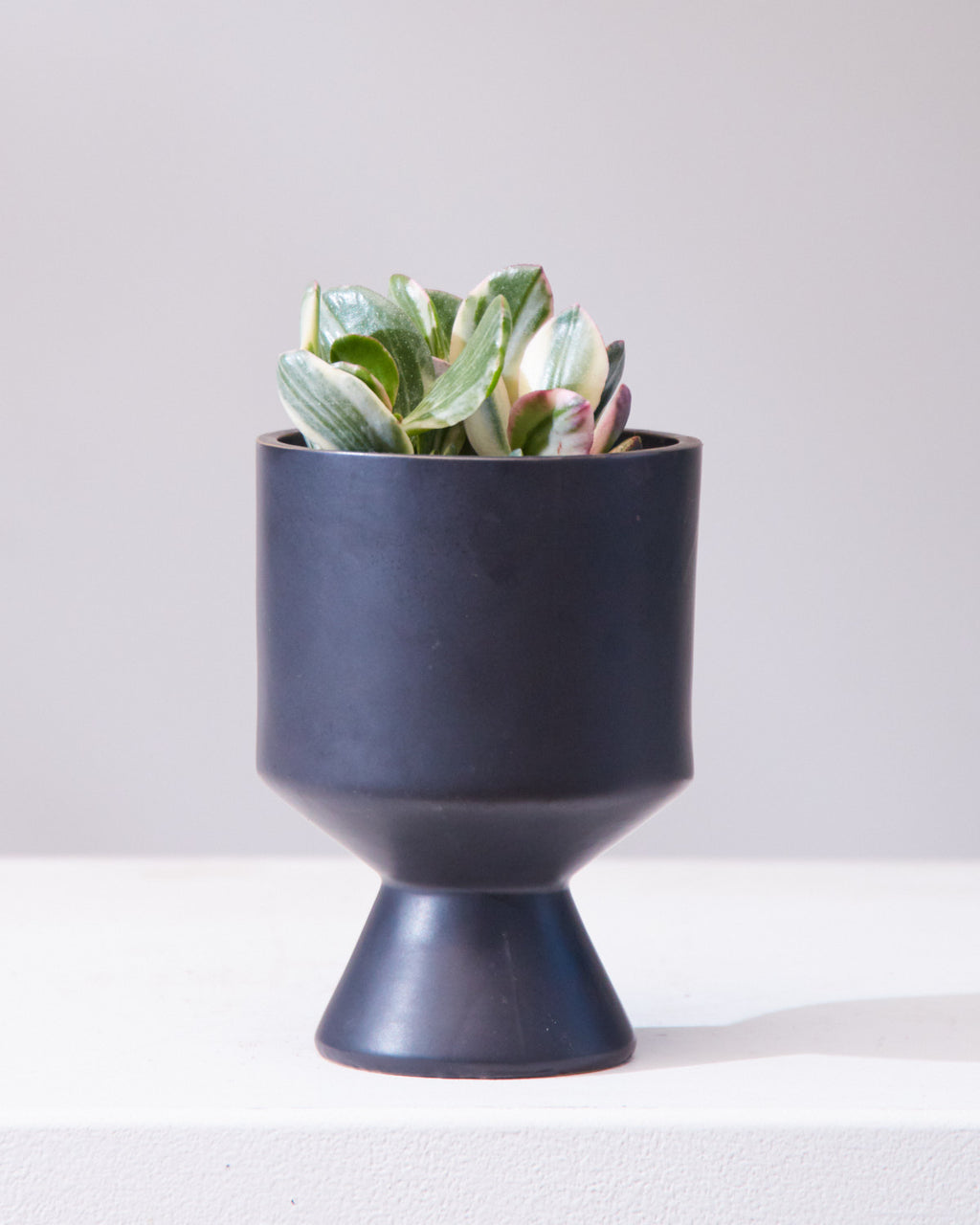 Variegated Jade Plant: Crassula ovata - 4 inch pot