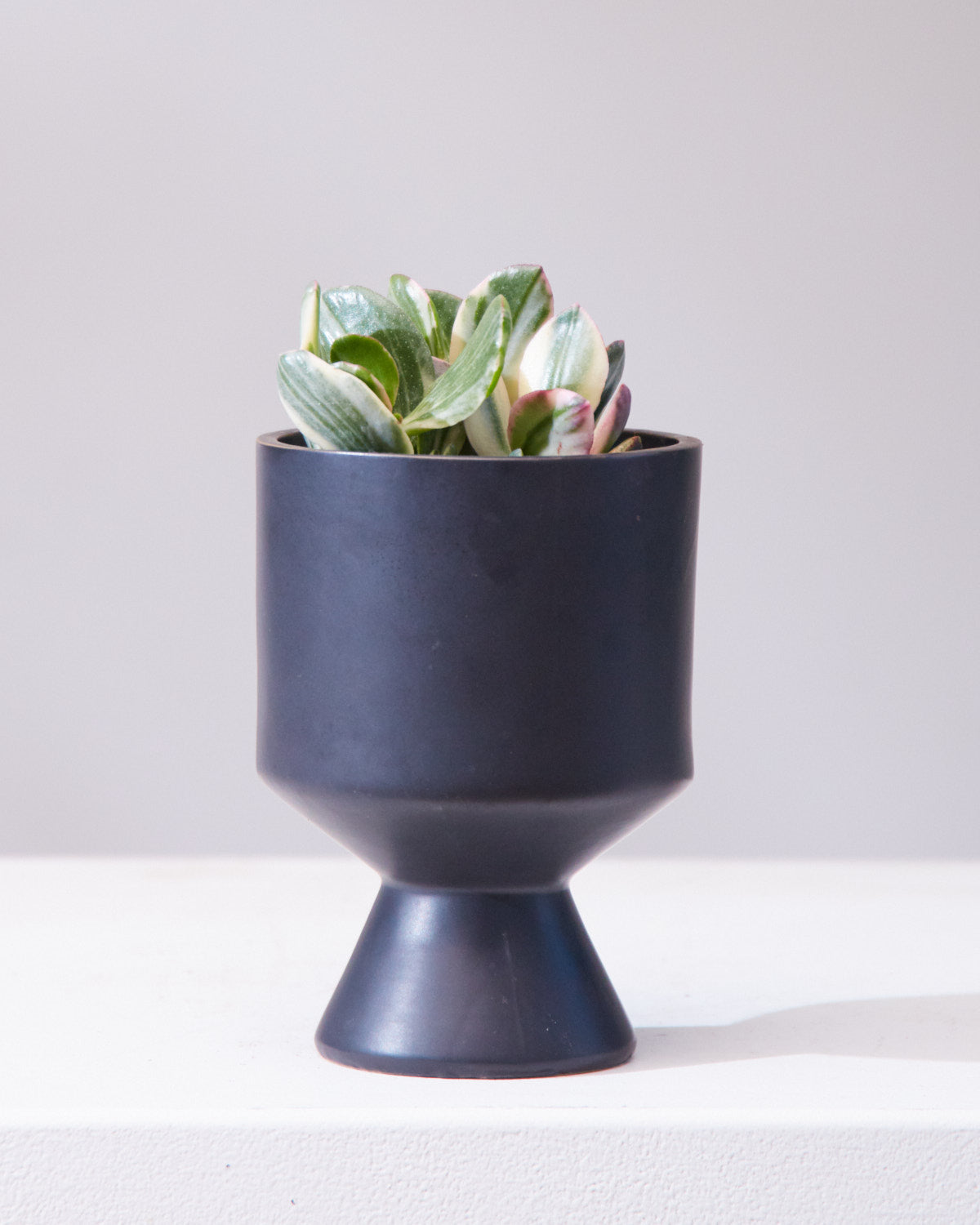 Variegated Jade Plant: Crassula ovata - 4 inch pot