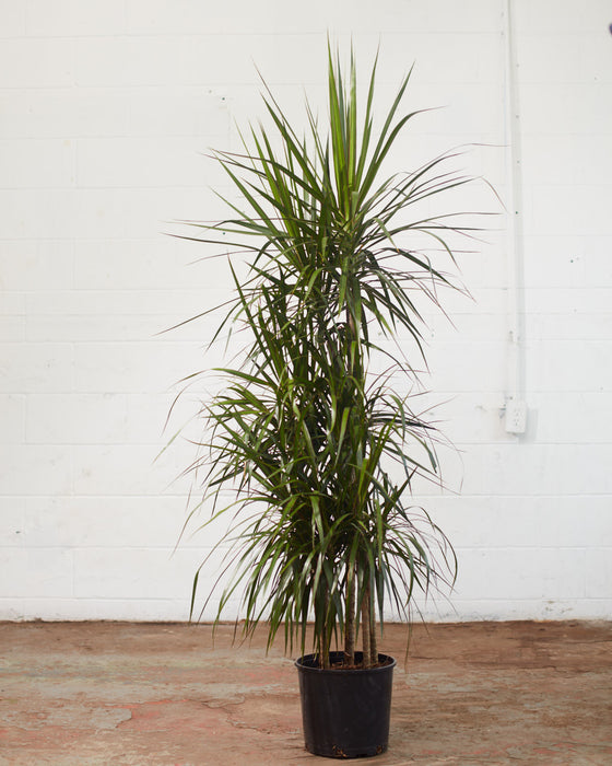 DRACAENA MARGINATA STAGGERED 10" Grower Pot (4-5ft tall)