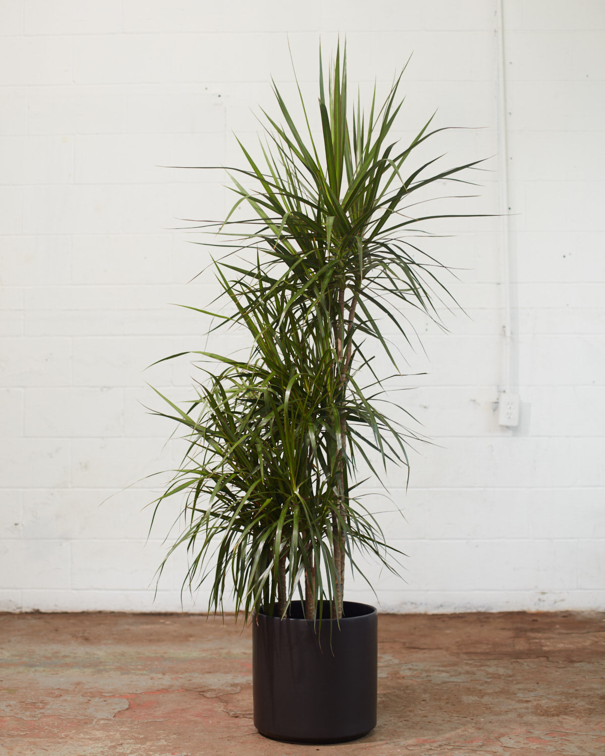 Cutback Staggered Dragon Tree: Dracaena marginata - 10 inch pot - 5 foot tall