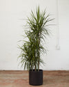 DRACAENA MARGINATA STAGGERED 10" Grower Pot (4-5ft tall)