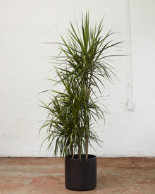  DRACAENA MARGINATA STAGGERED 10" Grower Pot (4-5ft tall)