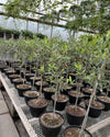 OLIVE TREE 10" Grower Pot (3' tall)