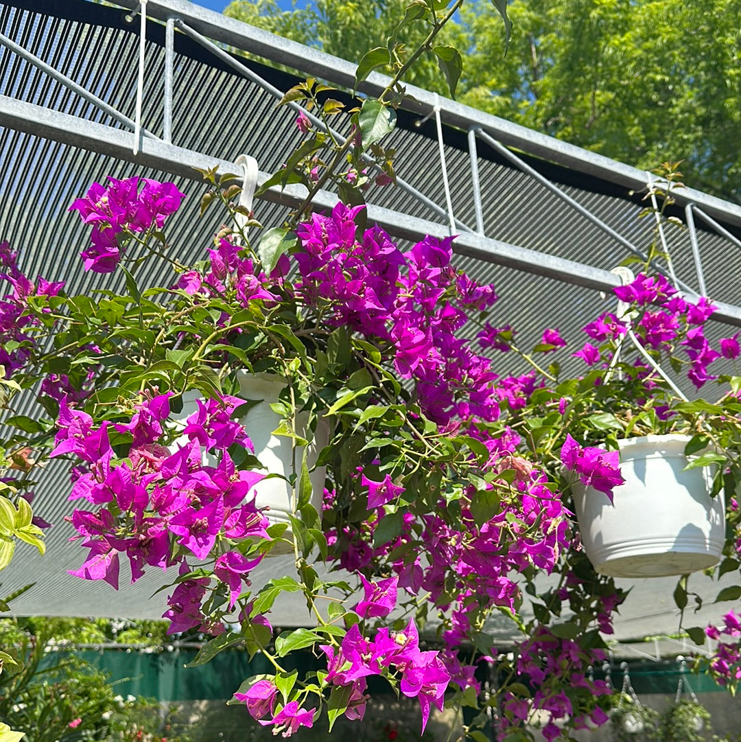 Paperflower: Bougainvillea - 10 inch hanging basket