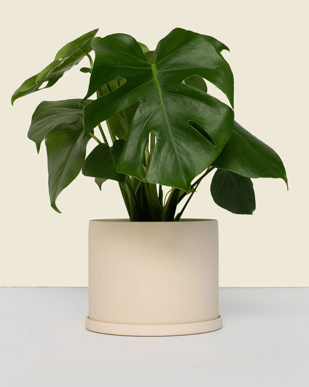 Small Pot with Saucer | 5 inch Diameter