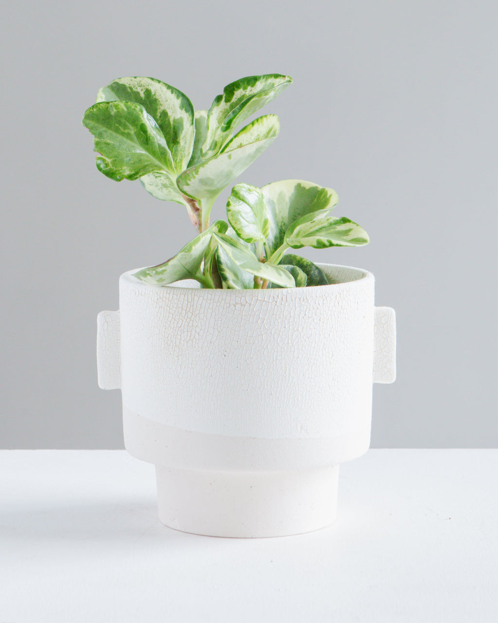 Milton Textured Off White Planter | 4 inch Nursery Pot