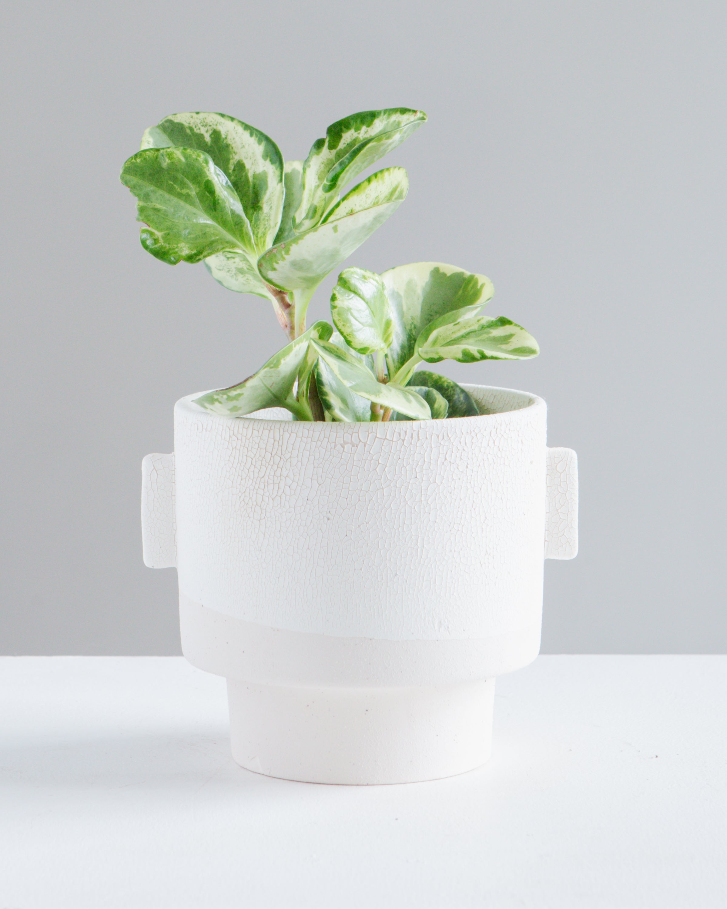 Milton Textured Off White Planter | 4 inch Nursery Pot