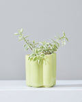 HIGH NOON ARTIST EDITION PLANTER - MATCHA, Small 5 Inch