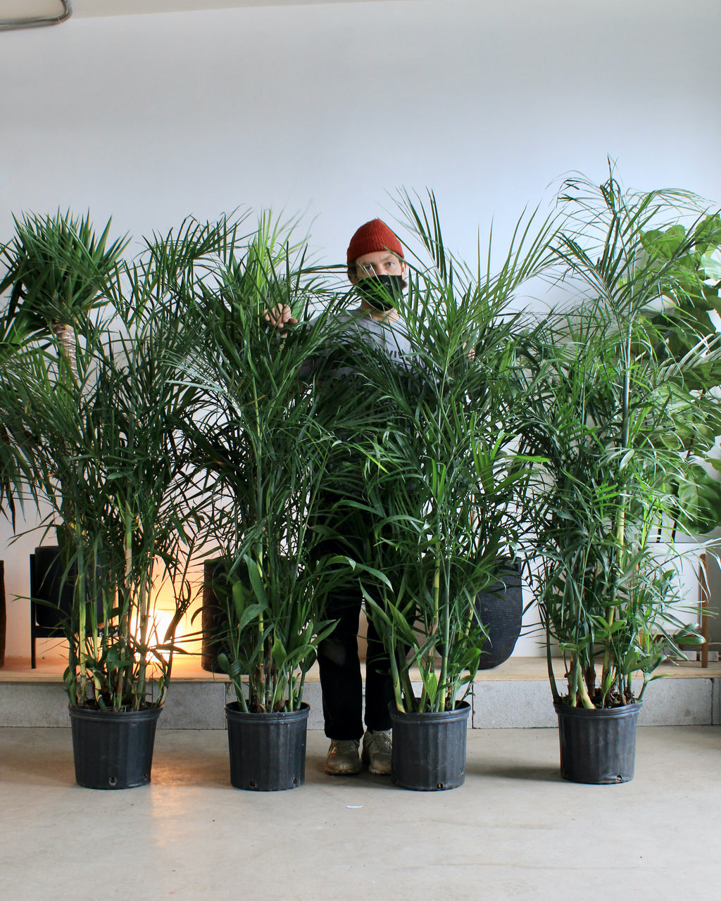 Bamboo Palm: Chamaedorea seifrizii - 10 inch pot - 4-5 foot tall