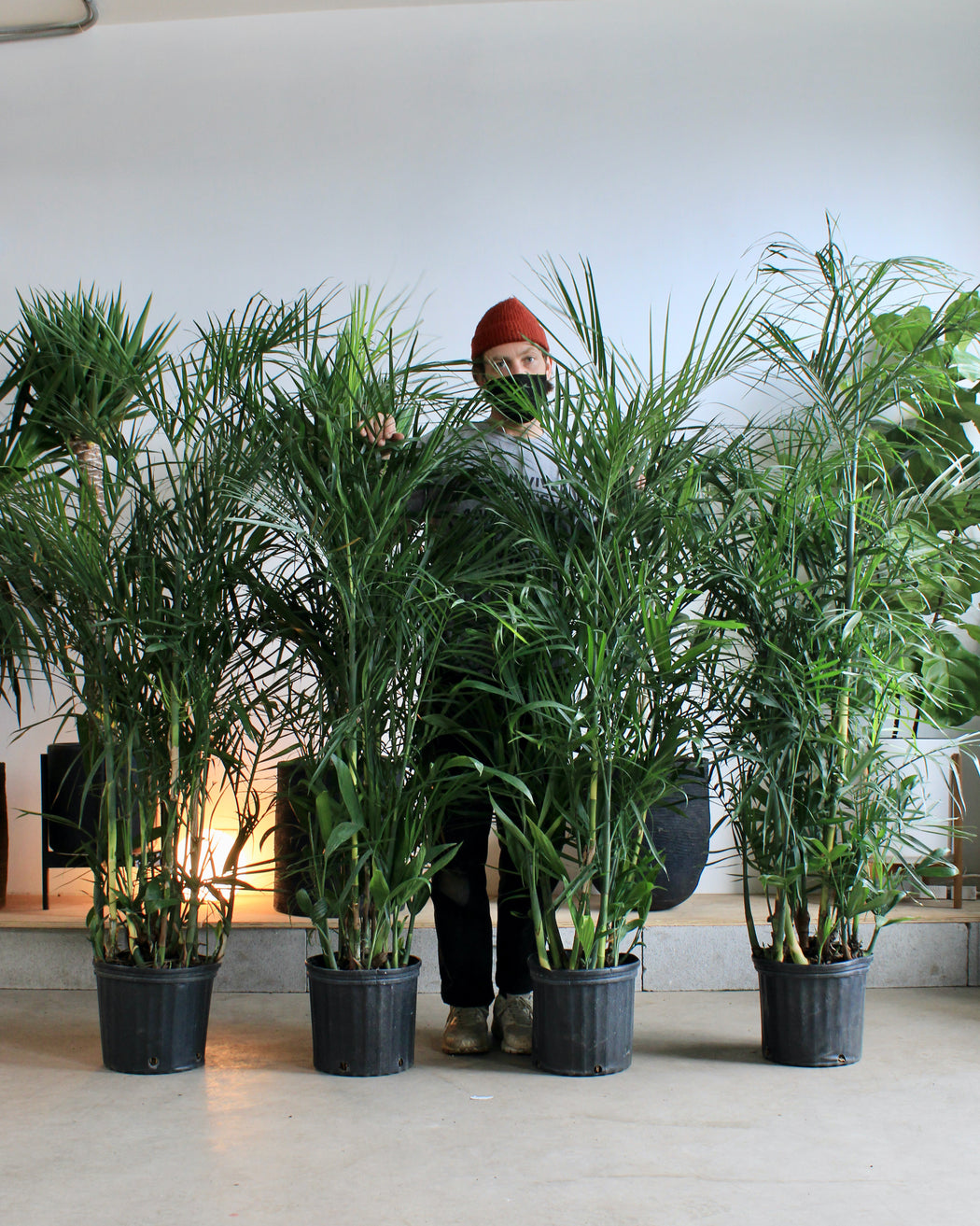 PALM SEIFRIZII 'BAMBOO PALM' 10" Grower Pot (4.5'- 5'tall)